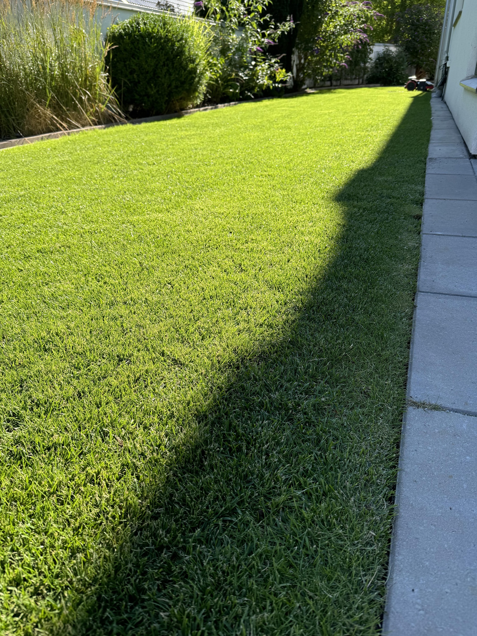 Stödså med kvalitetsfrö i Limhamn