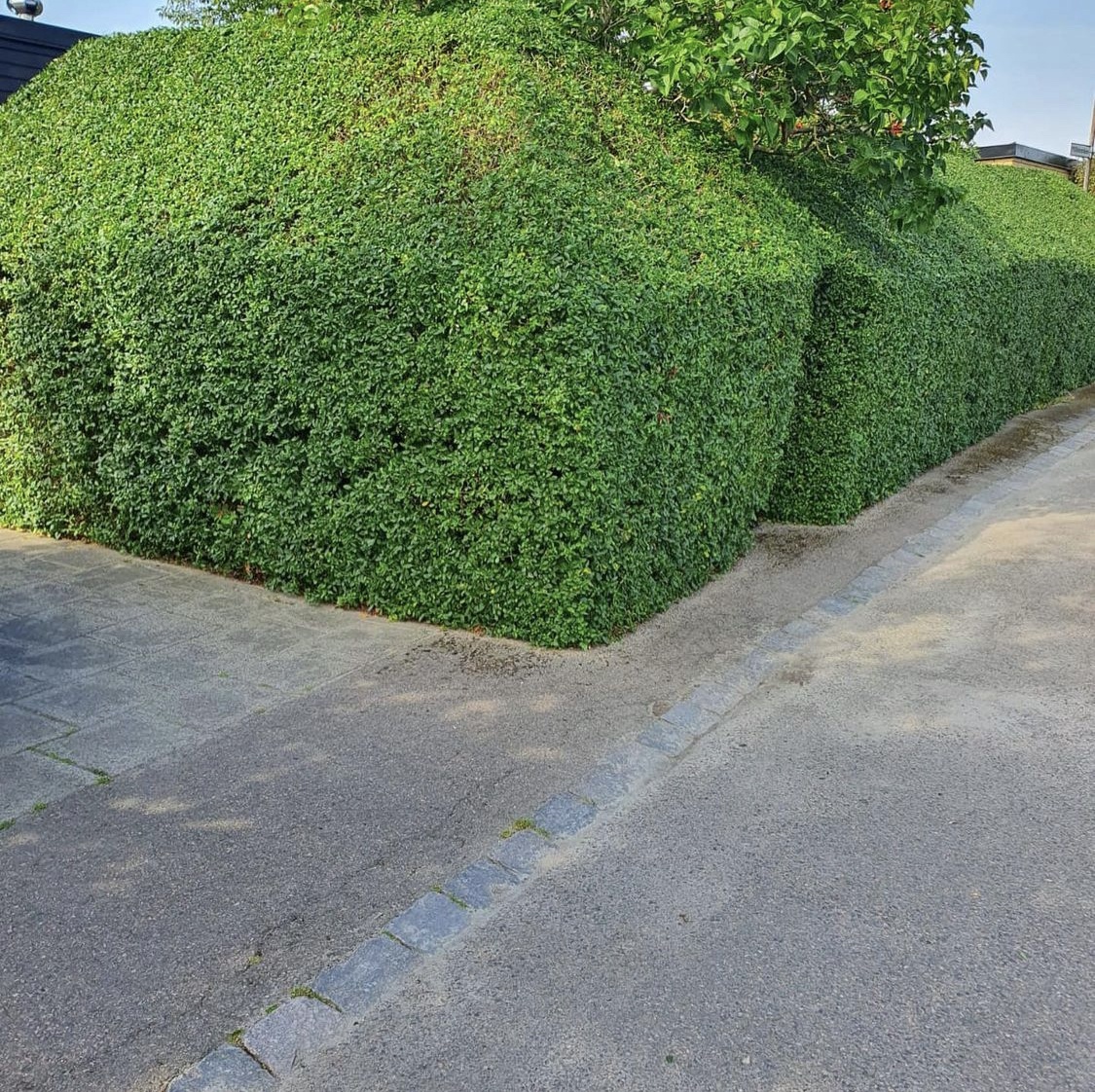 Häckklippning i Malmö