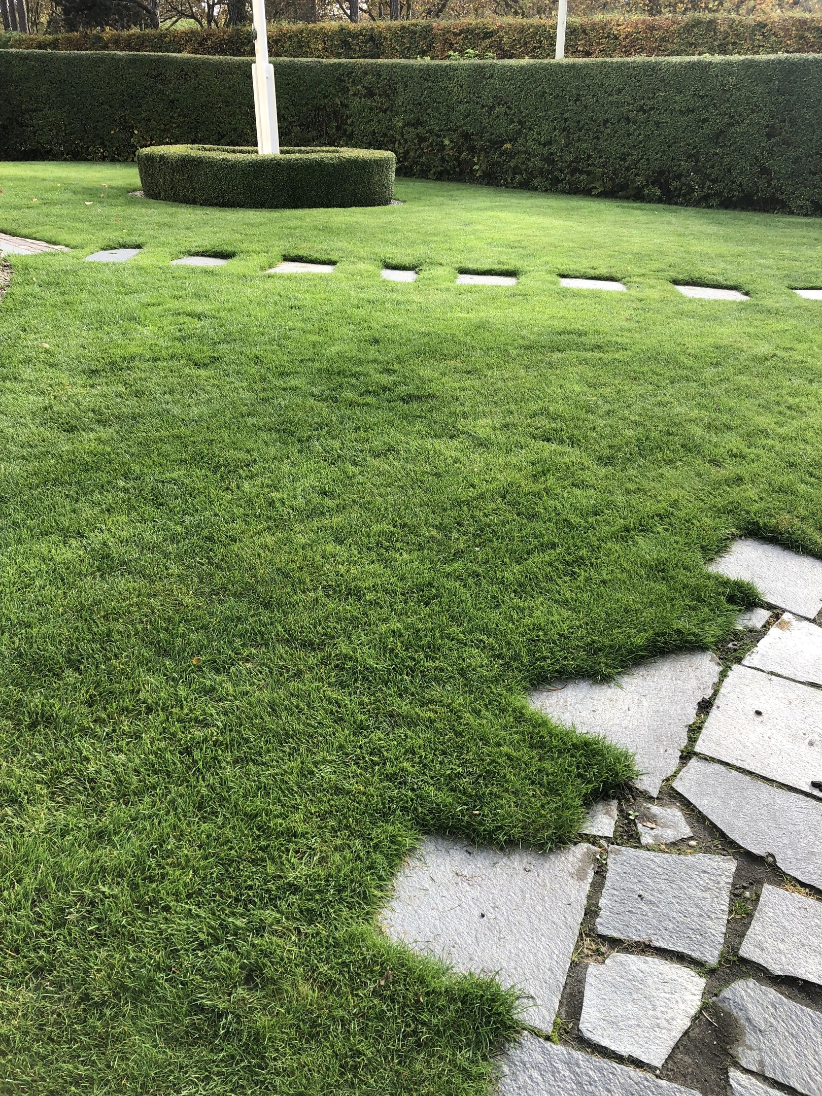 Stödså med kvalitetsfrö i Höllviken