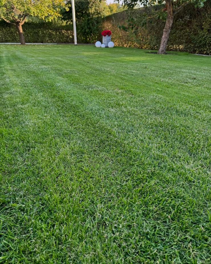 Fin gräsmatta i Malmö