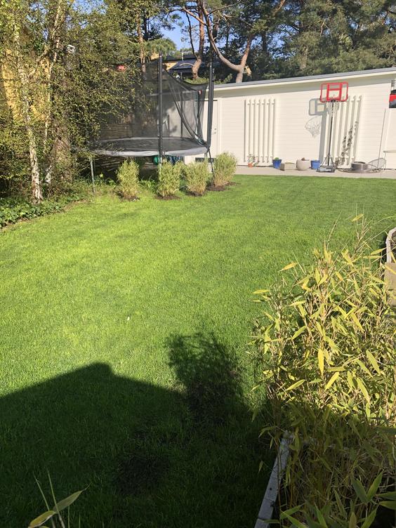 Resultat efter hjälpsådd , fin gräsmatta på 2 veckor